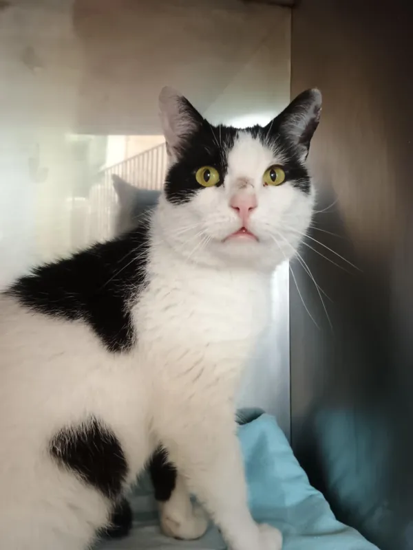 Kot do adopcji, Włocławek, 7 czerwca 2025 (2/3)