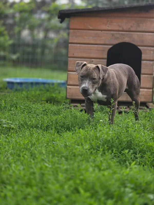 Pies do adopcji, Radom, 9 czerwca 2025 (3/3)