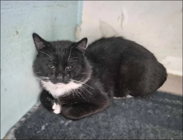 Znaleziono kota, Grudziądz, 8 czerwca 2025