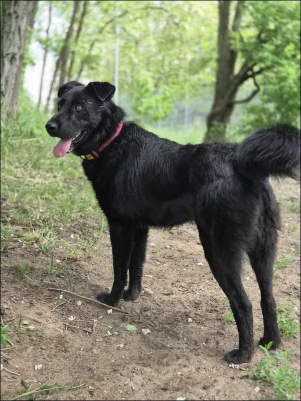 Znaleziono psa, Grudziądz, 4 kwietnia 2025