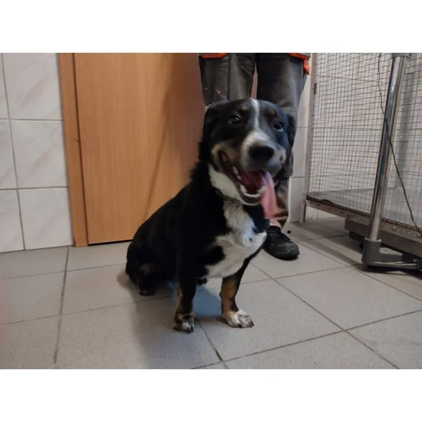 Znaleziono psa, Białystok, 8 czerwca 2025