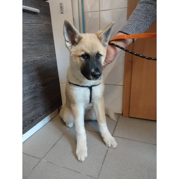 Znaleziono psa, Białystok, 9 czerwca 2025