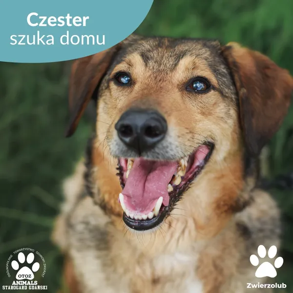 Pies do adopcji, Starogard Gdański, 9 czerwca 2025 (1/3)