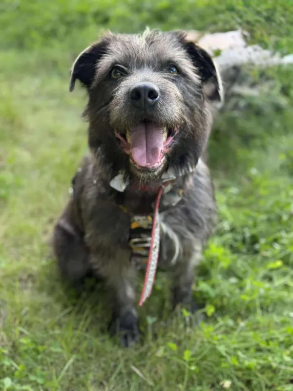 Pies do adopcji, Włocławek, 9 czerwca 2025 (1/4)