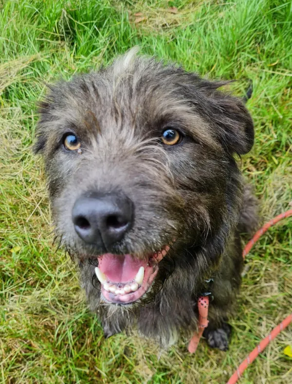 Pies do adopcji, Włocławek, 9 czerwca 2025 (2/4)