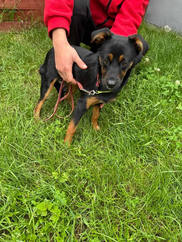 Znaleziono psa, Czartki, 9 czerwca 2025