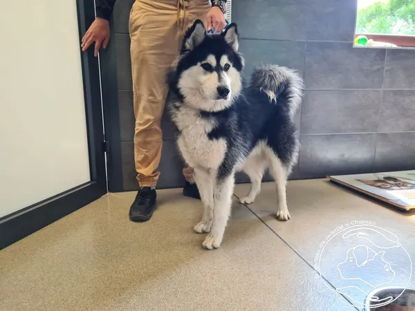 Znaleziono psa, Chełmek, 9 czerwca 2025