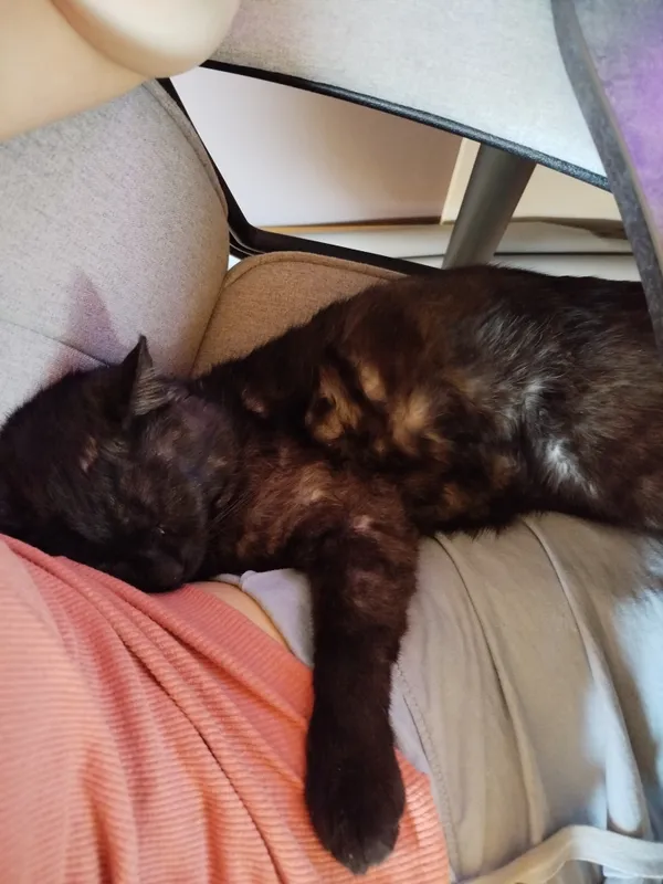 Zaginął kot, Krężnica Jara, 10 czerwca 2025 (2/2)