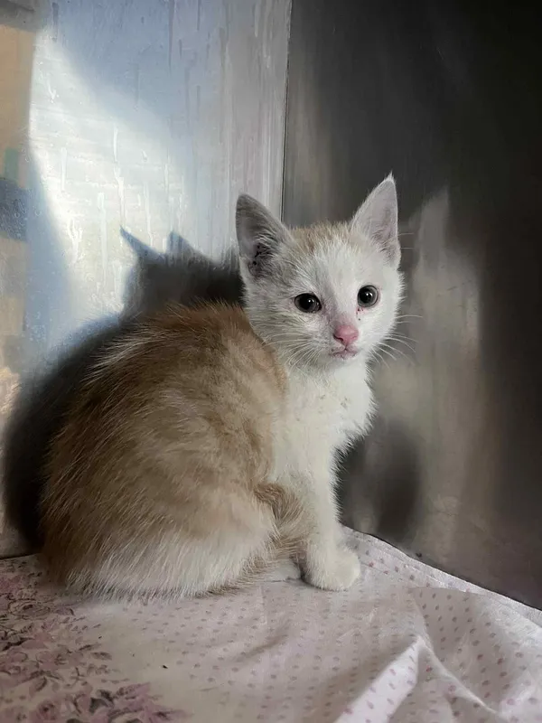 Kot do adopcji, Włocławek, 9 czerwca 2025 (2/5)