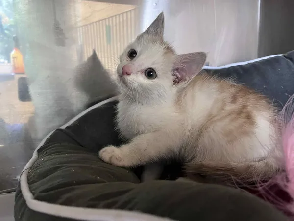 Kot do adopcji, Włocławek, 9 czerwca 2025 (5/5)