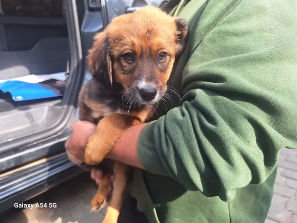 Pies do adopcji, Orzechowce, 10 czerwca 2025 (2/2)