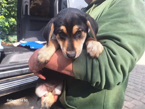 Pies do adopcji, Orzechowce, 10 czerwca 2025 (1/2)