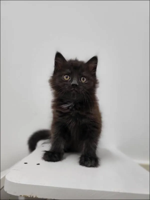 Znaleziono kota, Grudziądz, 11 maja 2025