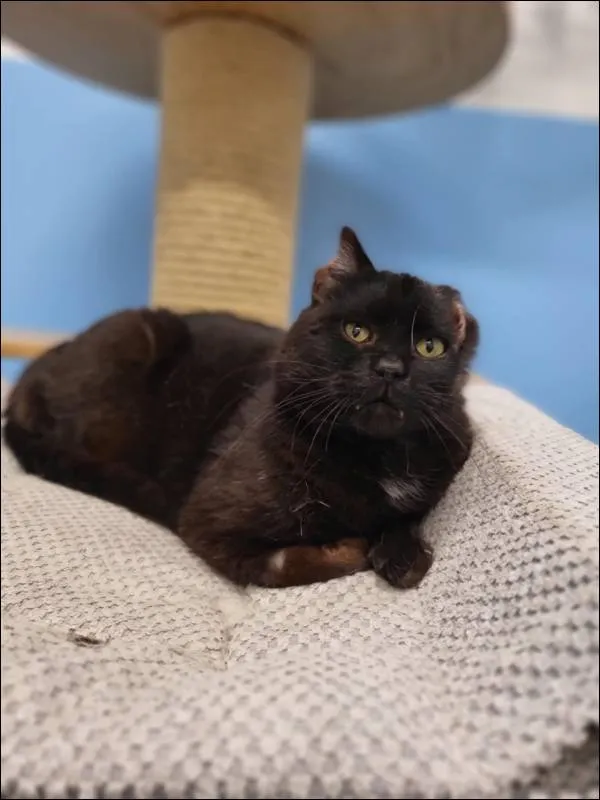 Znaleziono kota, Grudziądz, 5 kwietnia 2025