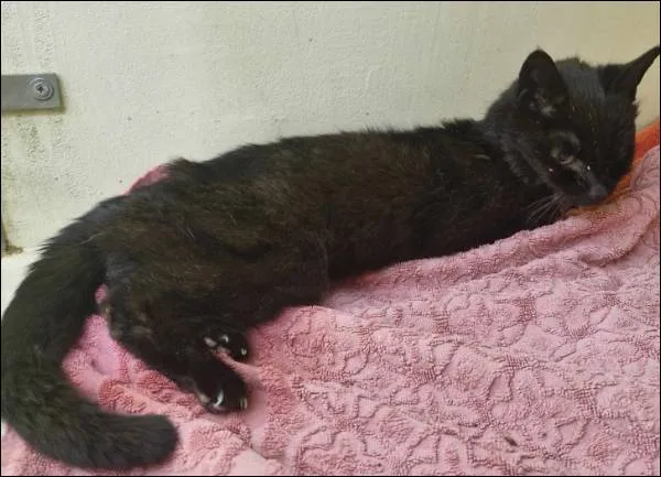 Znaleziono kota, Grudziądz, 9 czerwca 2025