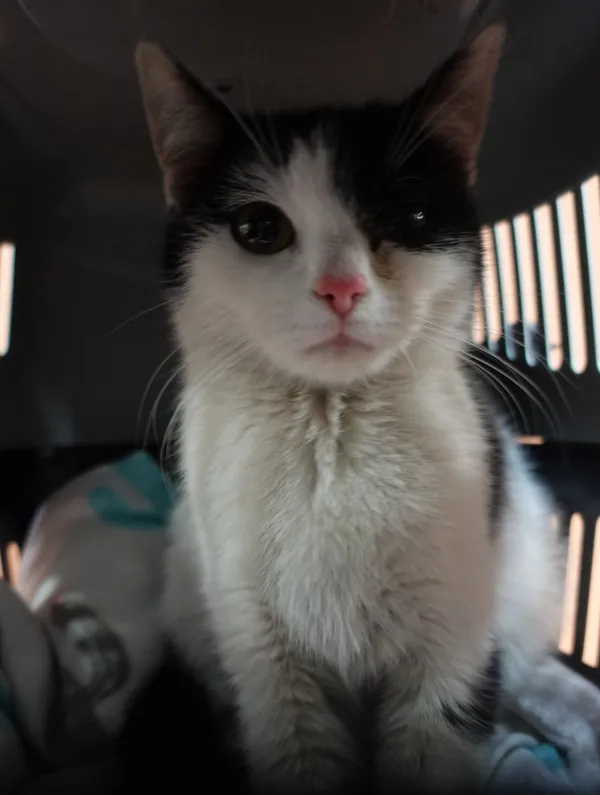 Znaleziono kota, Gdańsk, 9 czerwca 2025