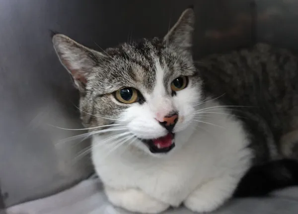 Znaleziono kota, Gdańsk, 9 czerwca 2025