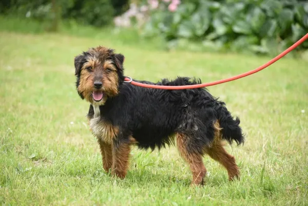 Pies do adopcji, Ropczyce, 10 czerwca 2025