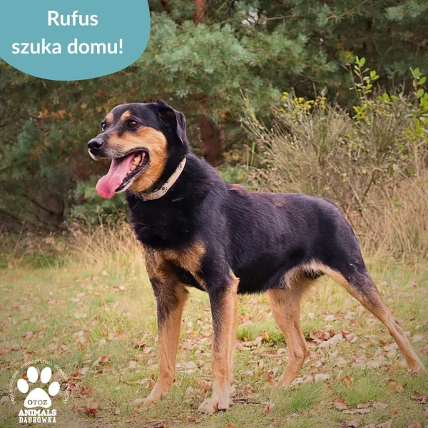 Pies do adopcji, Dąbrówka, 10 czerwca 2025 (1/3)