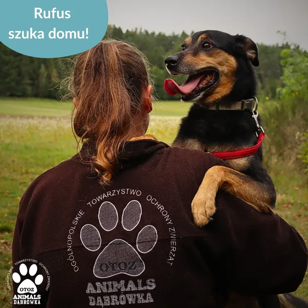 Pies do adopcji, Dąbrówka, 10 czerwca 2025 (2/3)