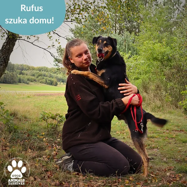 Pies do adopcji, Dąbrówka, 10 czerwca 2025 (3/3)