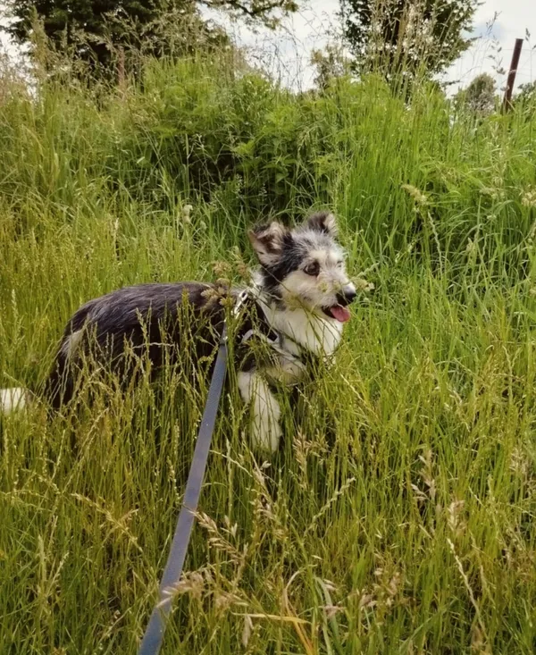 Pies do adopcji, Pawłowo, 10 czerwca 2025 (3/4)