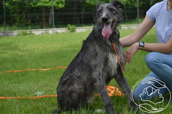 Pies do adopcji, Chełmek, 21 maja 2025