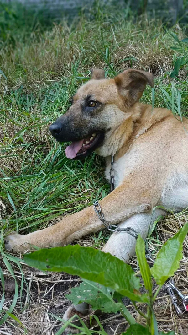 Pies do adopcji, Zgierz, 11 kwietnia 2025 (4/5)