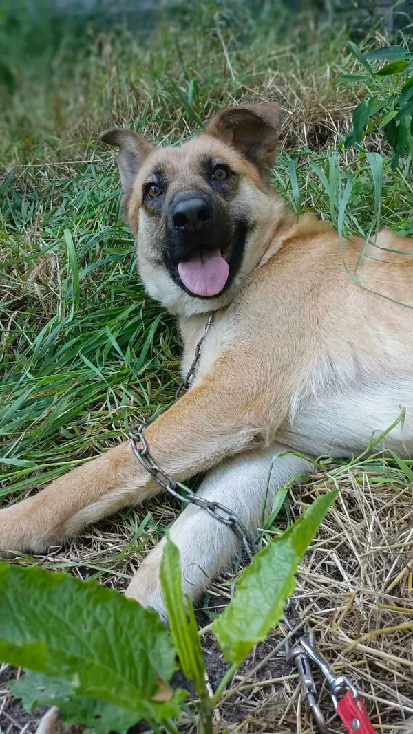 Pies do adopcji, Zgierz, 11 kwietnia 2025 (5/5)