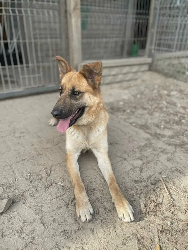 Pies do adopcji, Zgierz, 11 kwietnia 2025 (2/5)