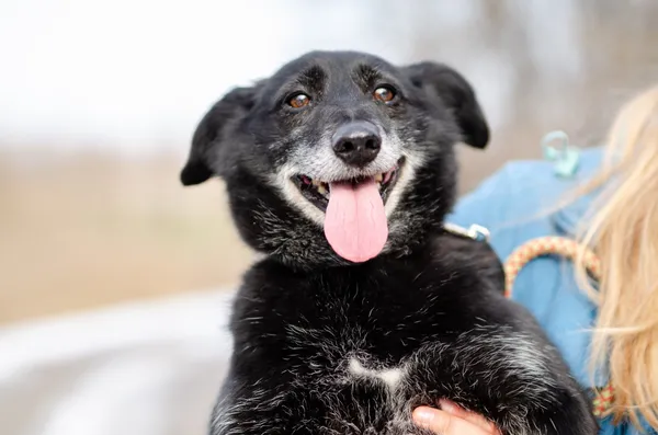 Oddam psa, Gdańsk, Oruńskie Przedmieście, 11 czerwca 2025 (1/4)