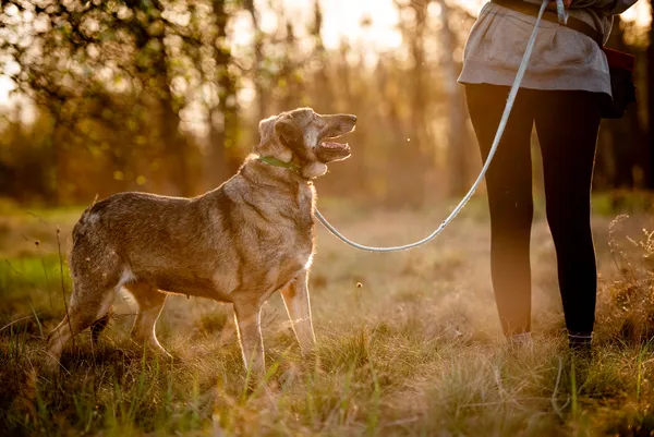 Oddam psa, Łódź, Górna, 11 czerwca 2025 (2/5)