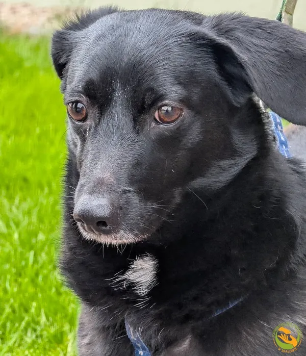 Znaleziono psa, Skałowo, 11 czerwca 2025 (1/3)