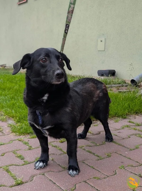 Znaleziono psa, Skałowo, 11 czerwca 2025 (2/3)