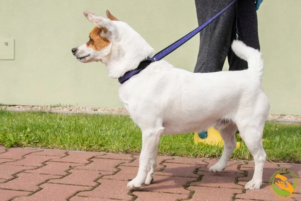 Znaleziono psa, Skałowo, 11 czerwca 2025 (3/4)