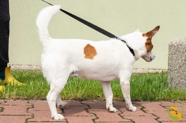 Znaleziono psa, Skałowo, 11 czerwca 2025 (4/4)