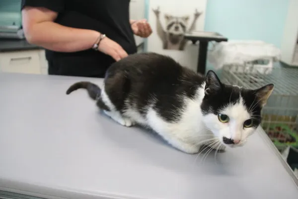 Kot do adopcji, Nowy Dwór Mazowiecki, 11 czerwca 2025 (3/4)