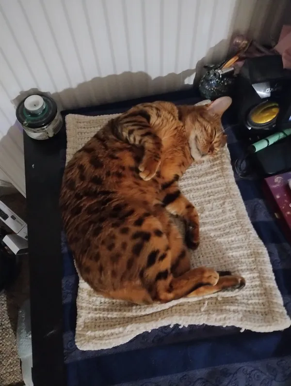 Zaginął kot, Stefanówka, 11 czerwca 2025 (1/2)