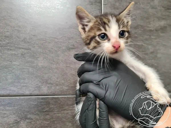 Znaleziono kota, Chełmek, 11 czerwca 2025