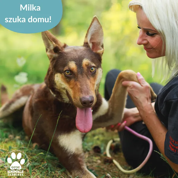 Pies do adopcji, Dąbrówka, 11 czerwca 2025 (1/5)