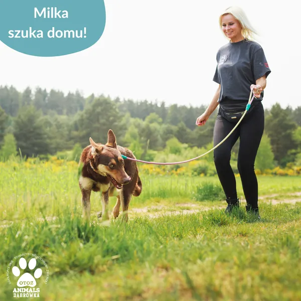 Pies do adopcji, Dąbrówka, 11 czerwca 2025 (3/5)