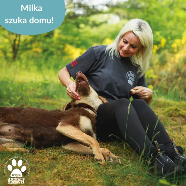 Pies do adopcji, Dąbrówka, 11 czerwca 2025 (4/5)