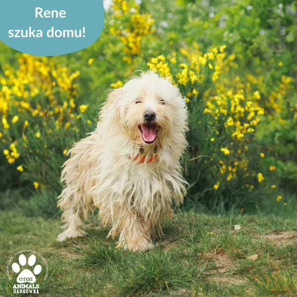 Pies do adopcji, Dąbrówka, 11 czerwca 2025 (1/4)