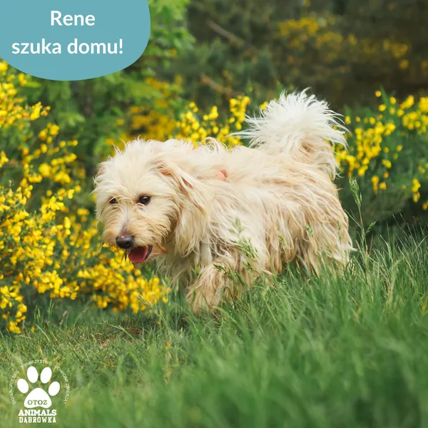 Pies do adopcji, Dąbrówka, 11 czerwca 2025 (2/4)