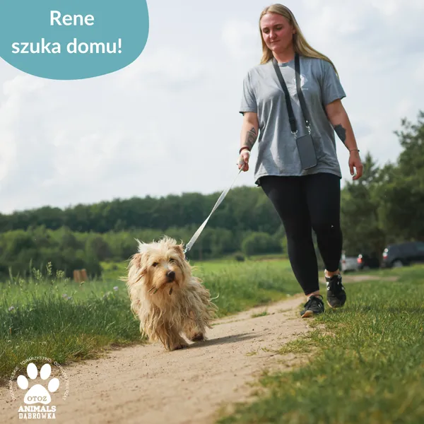 Pies do adopcji, Dąbrówka, 11 czerwca 2025 (3/4)