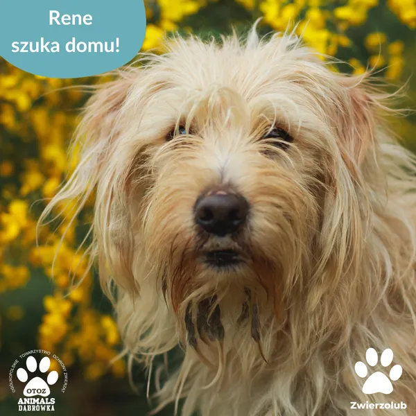 Pies do adopcji, Dąbrówka, 11 czerwca 2025 (4/4)