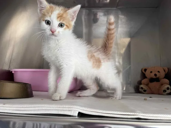 Kot do adopcji, Włocławek, 10 czerwca 2025 (1/5)