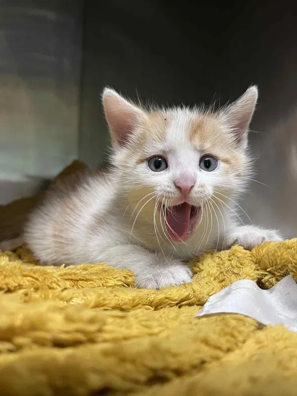 Kot do adopcji, Włocławek, 10 czerwca 2025 (2/5)