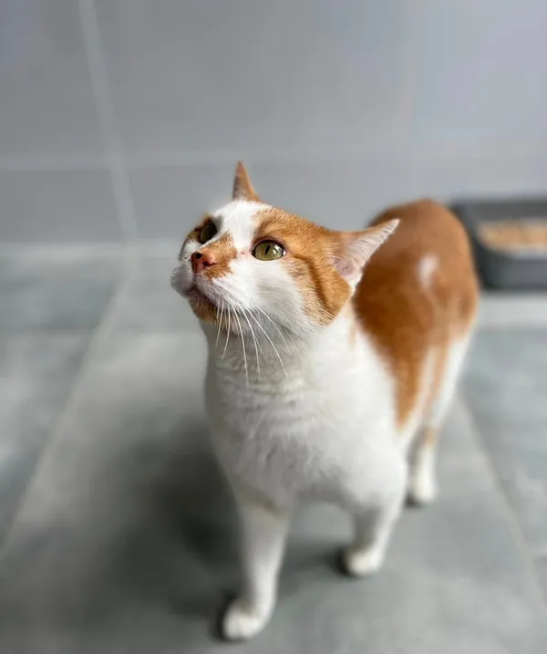 Kot do adopcji, Tychy, 26 maja 2025