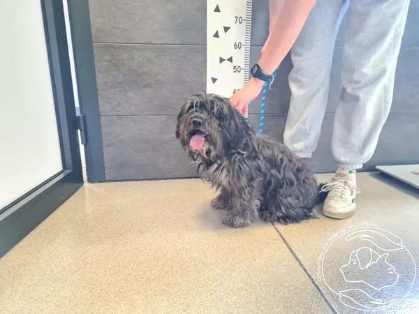 Znaleziono psa, Chełmek, 10 czerwca 2025